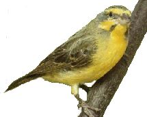 canary.jpg